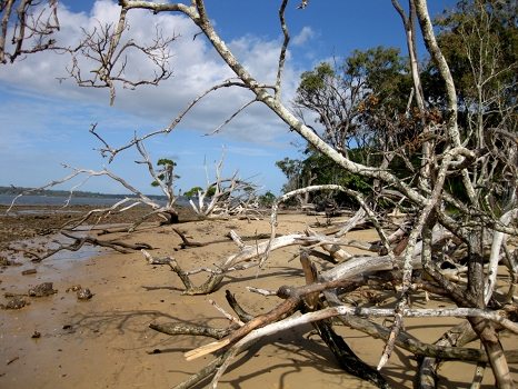 Trees that had blown over on the beach