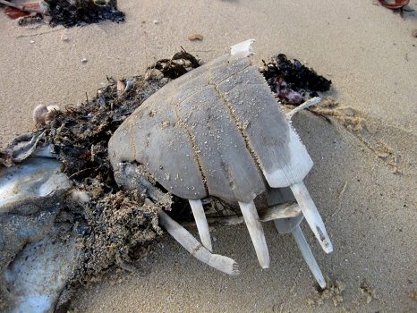 Leftover Turtle Shell