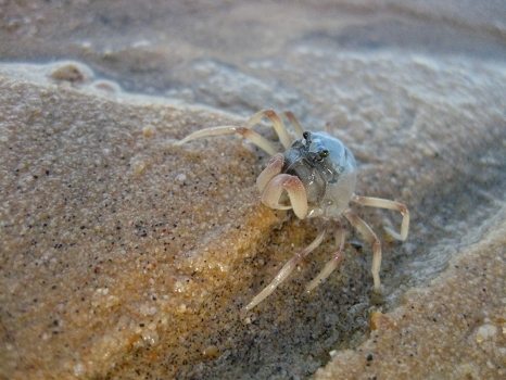 Crab nr 1 - Colin