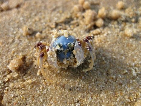 Crab nr 2 - Samantha