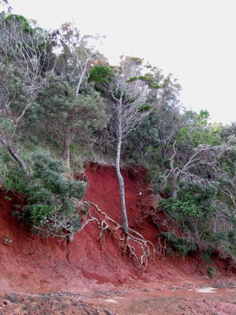 The tree that tried to run away