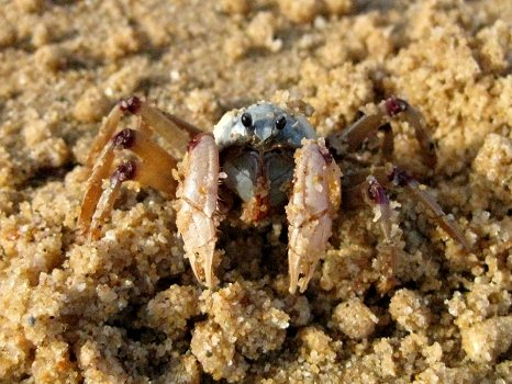 Crab nr 3 - Kenny the crumble crab