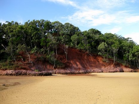 Mangroves