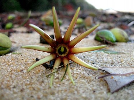The claw (but it is really some sort of flower)