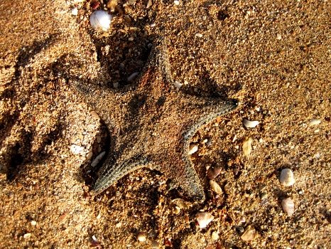 Starfish washed up at Wellington Point