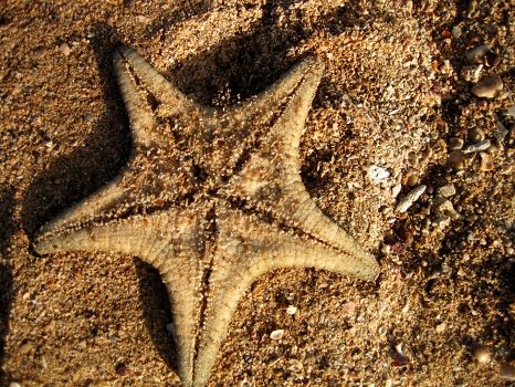 Other side of the starfish washed up at Wellington Point