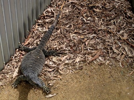 Big lizard at Lone Pine Koala Sanctuary