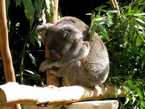 Sleeping koala