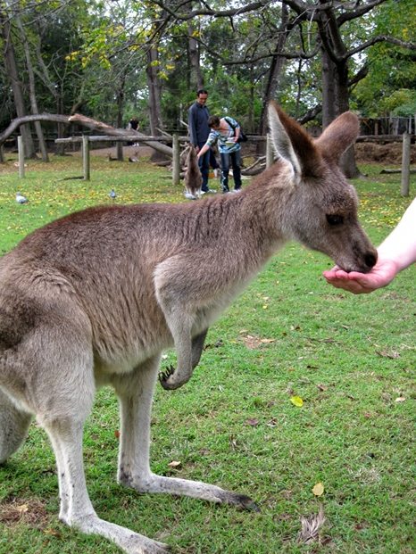 Kangaroo eating from Gavin's hand
