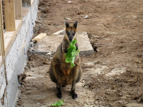 Little kangaroo munching on lettuce