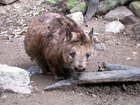 Wombat!