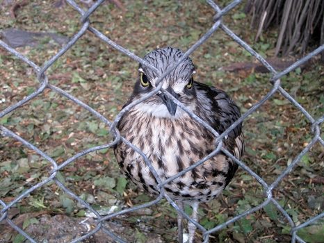 Crazy bird