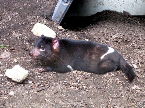 Tasmanian Devil
