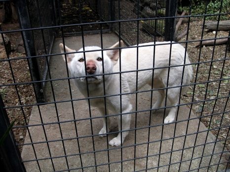 A dingo
