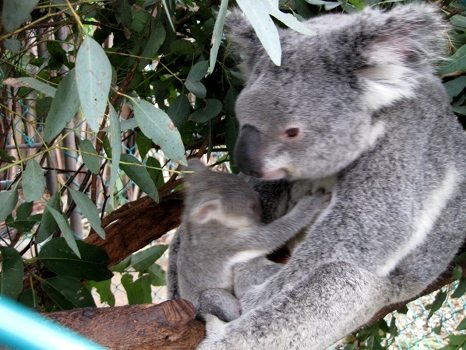 Koala with little baby!